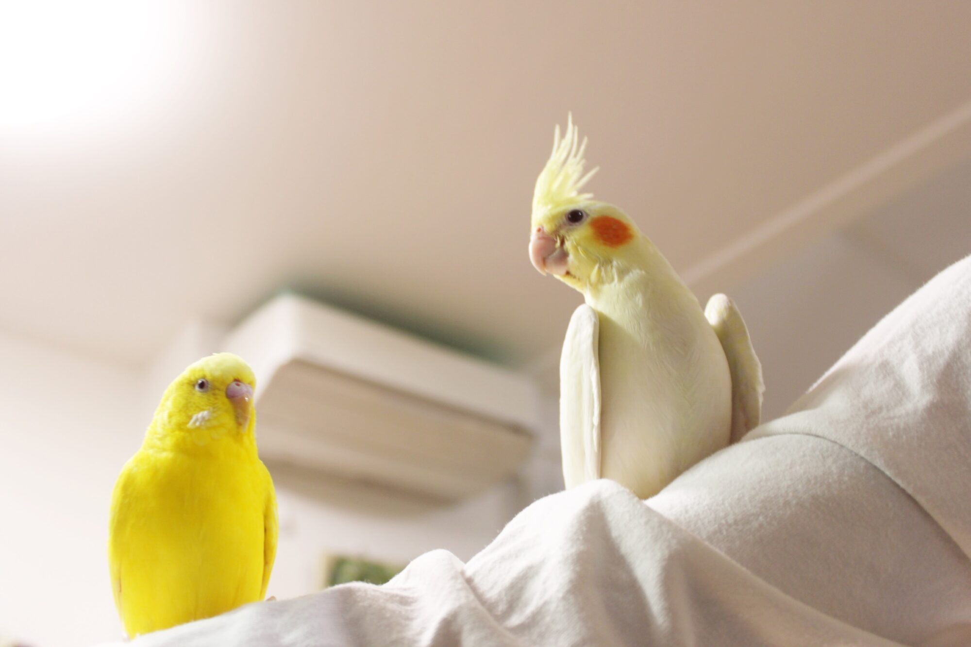 セキセイインコの好きなおもちゃ 片付けブログ まいcleanlife 暮らしのいろいろ